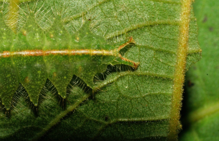 Fig. 11. Detalle de la cabeza <i>Rhogalia</i> thestiaICG02 (Notodontidae), patrones que se encuentran en las orugas de <i>Rhogalia  epigena</i>. Voucher: 07-SRNP-33253-DHJ430200.jpeg