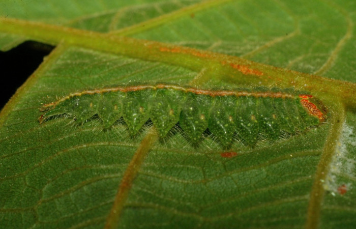 Fig. 8. Larva de <i>Rhogalia</i> thestiaICG02 (Notodontidae), comiendo <i>Inga oerstediana</i> (Fabaceae), oruga en último estadío larval. Voucher: 07-SRNP-33253-DHJ430203.jpeg