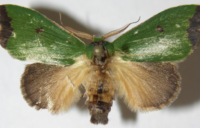 Fig. 5 Hembra de <i>Rhogalia epigena</i> (Notodontidae), en sus alas anteriores posee un color verde con con el ápice alar negro, en sus alas posteriores un color grisaceo. Machos y hembras presentan la misma coloración Voucher: 07-SRNP-4160-DHJ386018.jpeg.