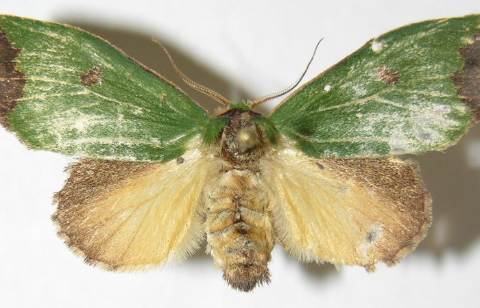 Fig.15. Hembra de <i>Rhogalia</i> thestiaICG02 (Notodontidae), polillas que carecen de dimorfismo sexual, su coloración dorsal como ventral suelen ser del mismo color en ambas especies. Voucher: 07-SRNP-4395-DHJ385976.jpeg