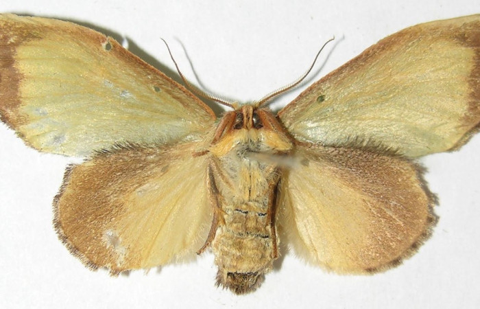 Fig.16. Hembra de <i>Rhogalia</i> thestiaICG02 (Notodontidae), polillas que carecen de dimorfismo sexual, semejanta que poseen las polillas de <i>Rhogalia epigena</i>. Voucher: 07-SRNP-4395-DHJ385977.jpeg