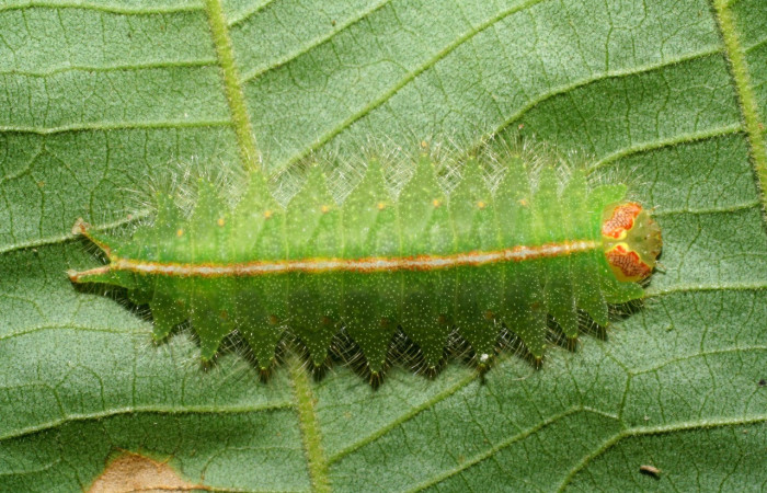 Fig. 3. Larva de <i>Rhogalia epigena</i> (Notodontidae), comiendo <i>Inga edulis</i> (introduced). (Fabaceae), detalles de cabeza y linea dorsal similares a <i>Rhogalia</i> thestiaICG02. Voucher: 08-SRNP-40071-DHJ441738