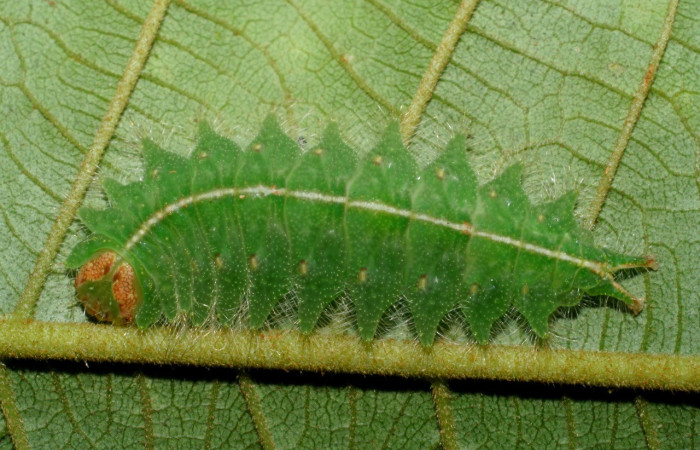 Fig. 1. Larva de <i>Rhogalia epigena<i> (Notodontidae), comiendo <i>Inga edulis<i> (introduced). (Fabaceae). Voucher: 08-SRNP-40089-DHJ441749.jpg
