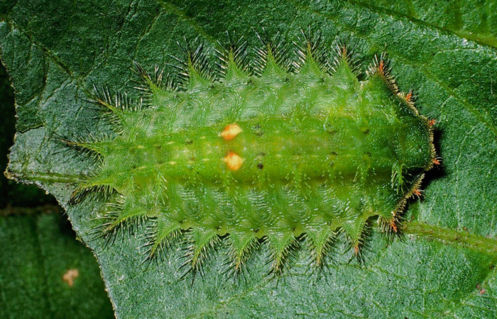 Fig. 12. Larva de <i>Euprosterna elaea</i> (Limacodidae), oruga con proyecciones cubiertas de pelos urticantes característica que imita las orugas de <i>Rhogalia</i>. Voucher: 99-SRNP-10549-DHJ51609.jpg