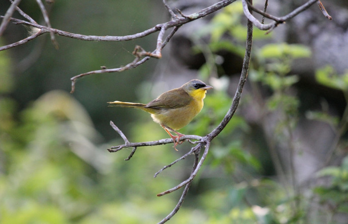 Fig. 1 Gray-crowned Yellowthroat Antifacito Coronigrís <i>Geothlypis poliocephala</i> (Parulidae). Estación Biológica Los Almendros Sector El Hacha ACG. 08 de noviembre 2021. Fotografía. Roster Moraga