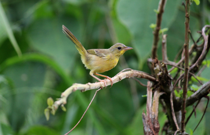 Fig. 2 Gray-crowned Yellowthroat Antifacito Coronigrís <i>Geothlypis poliocephala</i> (Parulidae). Estación Biológica Los Almendros Sector El Hacha ACG. 05 de agosto 2021. Fotografía. Roster Moraga