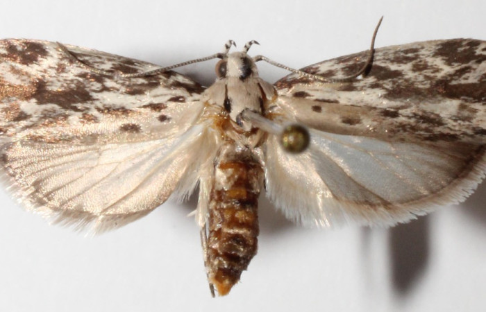 Fig. 1. Adulto de <i>Ethmia normgershenzi</i>. 24mm de longitud vista dorsal. Voucher : 14-SRNP-41148-DHJ592252.jpg.