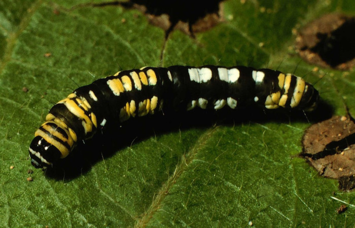 Fig.10. Larva de <i>Ethmia mnesicosma</i>. De 14mm de longitud en posición dorsal. Voucher : 98-SRNP-9666-DHJ46901.jpg.
