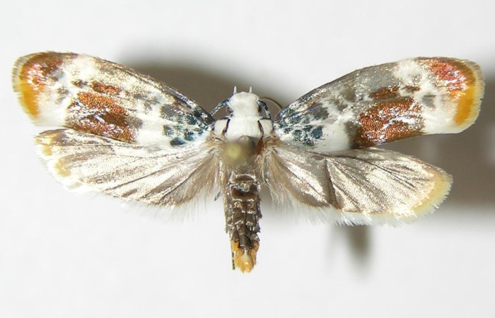 Fig.11. Adulto de <i>Ethmia mnesicosma</i>. De 19mm de longitud en posición dorsal. Voucher :11.04-SRNP-45695-DHJ338844.jpg.