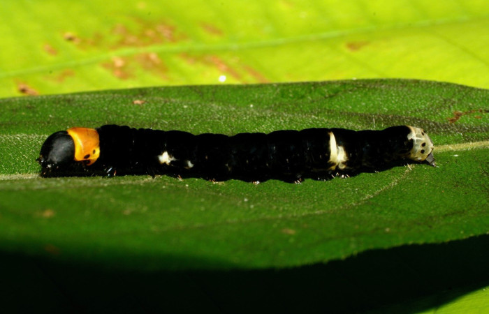 Fig.12. Larva de <i>Ethmia lichyi</i>`. De 35mm de longitud en posición dorsal. Voucher : 08-SRNP-71629-DHJ444427.jpg.