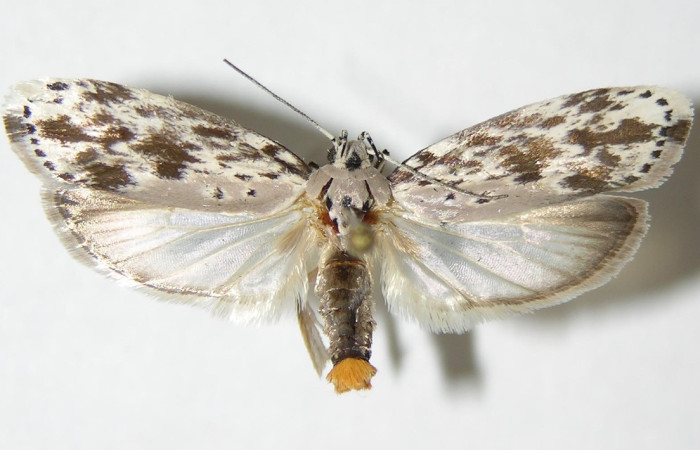 Fig.13. Adulto de <i>Ethmia lichyi</i>. De 31mm de longitud en posición dorsal. Voucher :03-SRNP-29318-DHJ338876.jpg.