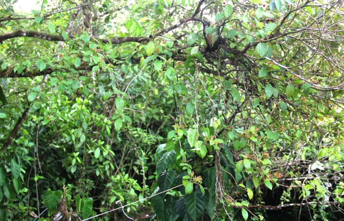 Fig.14. Planta hospedera de  <i>Ethmia normgershenzi</i>, <i>Drymonia alloplectoides</i>, (Gesneriaceae), imagen tomada en Estación Biológica Pitilla, Junio 2020. Manuel Rios.