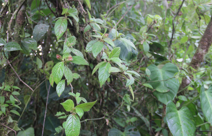Fig.15. Mostrando hojas <i>Drymonia alloplectoides</i> (Gesneriaceae), planta hospedera de <i>Ethmia normgershenzi</i>, imagen tomada en Estación Biológica Pitilla, Junio 2020. Manuel Rios.