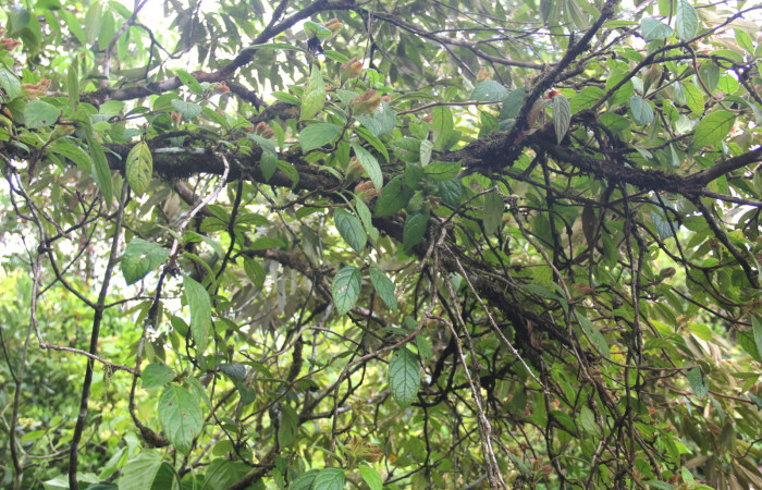 Fig.16. Planta hospedera de <i>Ethmia normgershenzi</i>,  <i>Drymonia alloplectoides</i>, (Gesneriaceae), imagen tomada en Estación Biológica Pitilla, Junio 2020. Manuel Rios.