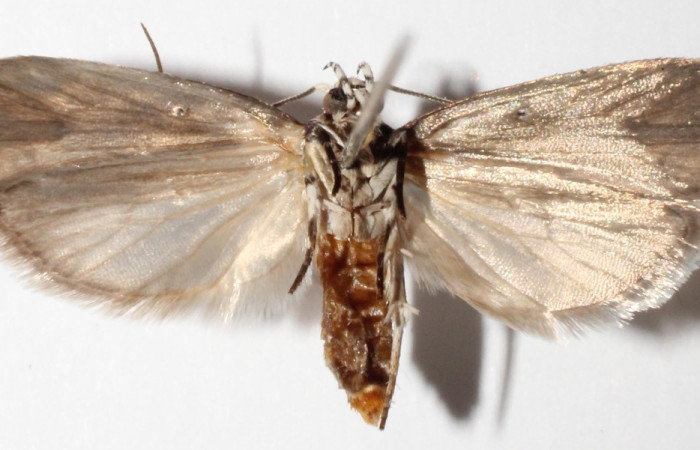 Fig. 2. Adulto de <i>Ethmia normgershenzi</i>. 24mm de longitud vista ventral. Voucher : 14-SRNP-41148-DHJ592253.jpg.