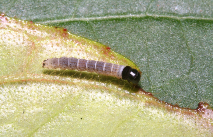 Fig. 3. Larva de <i>Ethmia normgershenzi</i>. De 10mm de longitud en posición dorsal. Voucher :12-SRNP-43605-DHJ707187.jpg.
