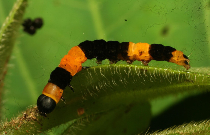 Fig. 4. Larva de <i>Ethmia normgershenzi</i>. De 19mm de longitud en posición lateral. Voucher : 11-SRNP-30760-DHJ481942.jpg. 