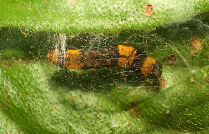 Fig. 5. Larva de <i>Ethmia normgershenzi</i>. De 19mm de longitud en posición ventral. Voucher : 11-SRNP-30760-DHJ481939.jpg.