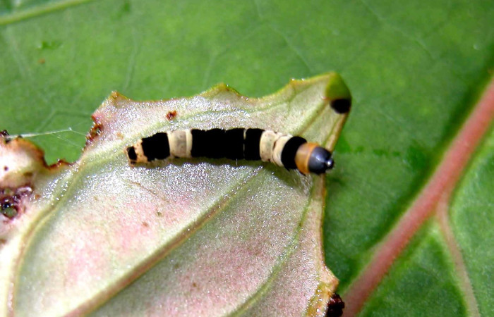 Fig. 6. Larva de <i>Ethmia lesliesaulae</i>. De 18mm de longitud en posición dorsal. Voucher : 04-SRNP-56091-DHJ402178.jpg.