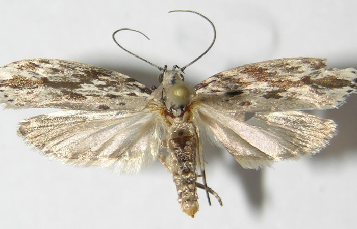 Fig.7. Adulto de <i>Ethmia lesliesaulae</i>. De 24mm de longitud con las alas extendidas en posición dorsal. Voucher : 09-SRNP-23687-DHJ520144.jpg.