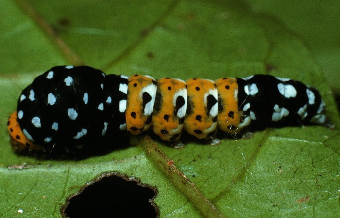 Fig.8. Larva de <i>Ethmia scythropa</i>. De 18mm de longitud en posición lateral. Voucher : 03-SRNP-15005-DHJ76666.jpg.