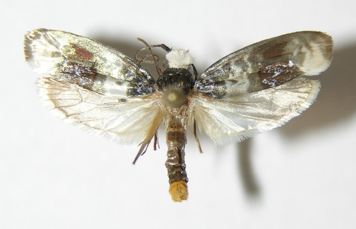 Fig.9.Adulto de <i>Ethmia scythropa</i>. De 23mm de longitud en posición en dorsal. Voucher : 02-SRNP-16119-DHJ338830.jpg.