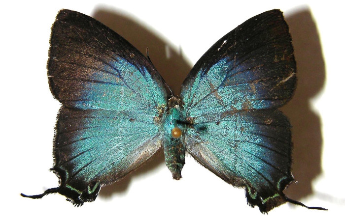 Fig 6. Adulto <i>Theritas augustula</i>, vista parte superior, mide 34 mm en alas abiertas, familia Lycaenidae.   Voucher 02-SRNP-9619-DHJ362904
