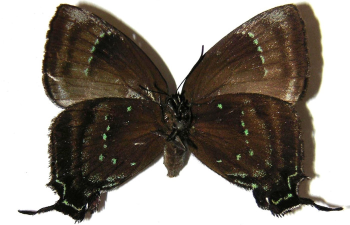Fig 7. Adulto <i>Theritas augustula</i>, vista parte inferior, mide 34 mm en alas abiertas, familia Lycaenidae.   Voucher 02-SRNP-9619-DHJ362905