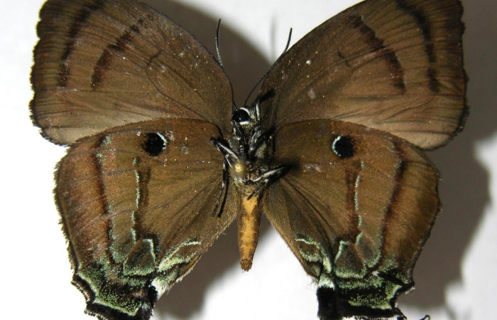Fig 10. <i>Theritas hemon</i> vista parte inferior, mide 35 mm en alas abiertas, familia Lycaenidae.   Voucher 06-SRNP-4342-DHJ351951