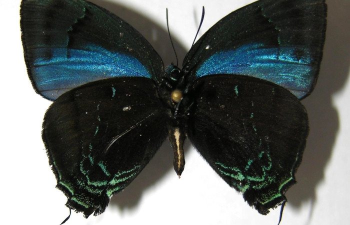 Fig 11. <i>Theritas hemon</i> vista parte inferior, mide 35 mm en alas abiertas, familia Lycaenidae.  Voucher 06-SRNP-4345-DHJ351957