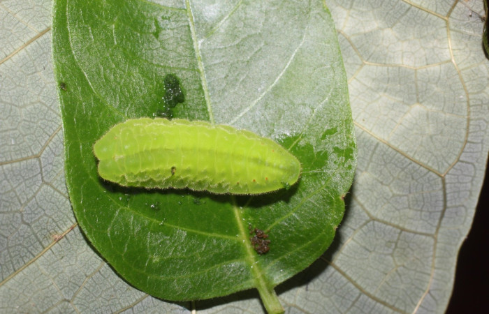 Fig 12. Larva <i>Theritas hemon</i>, vista dorsal entero, en ultimo estadio, mide 10 mm, imagen del sitio Estacion San Cristóbal.  Voucher 17-SRNP-2026-DHJ704738.jpg