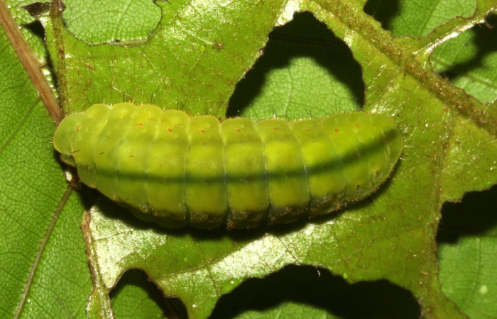 Fig 1. Larva <i>Theritas augustula</i>, vista dorsal entero, en ultimo estadio, mide 25 mm, imagen del sitio Estacion Pitilla.  Voucher 19-SRNP-31626-DHJ766679.jpg