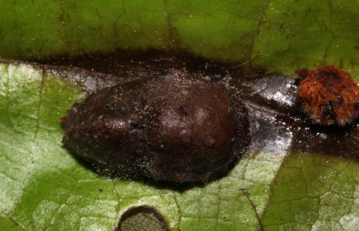  Fig 4. Pupa. <i>Theritas augustula</i>, vista dorsal entero, mide 13 mm, imagen del sitio Estacion Pitilla.  Voucher 19-SRNP-31626-DHJ766705.jpg