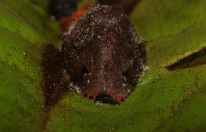 Fig 5. Pupa. <i>Theritas augustula</i>, vista de la pupa desde el frente, mide 13 mm, imagen del sitio Estacion Pitilla.    Voucher 19-SRNP-31626-DHJ766707.jpg