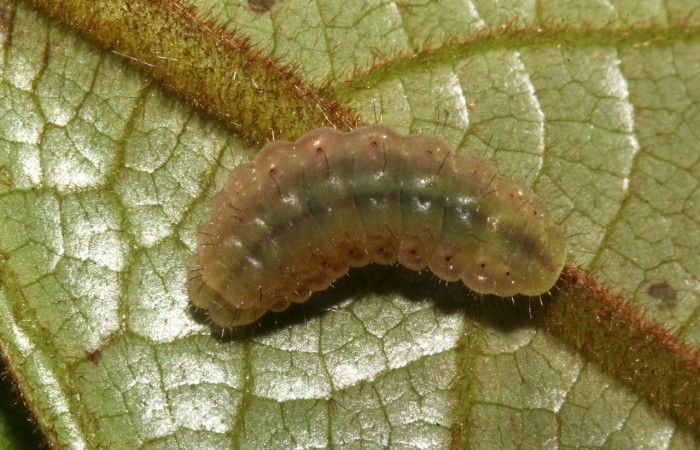 Fig 2. Larva <i>Theritas augustula</i>, vista dorsal entero, mide 11 mm, imagen del sitio Estacion Pitilla.    Voucher 19-SRNP-31627-DHJ766684.jpg