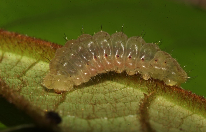 Fig 3. Larva. <i>Theritas augustula</i>, vista dorsal entero, mide 11 mm, imagen del sitio Estacion Pitilla.   Voucher 19-SRNP-31627-DHJ766685.jpg