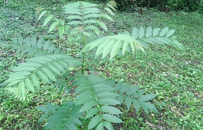 Fig. 8. Plantas hospederas, de <i>Cedrela odorata</i>. familia Meliaceae, Sendero Finca   Esmeralda, Sector Rincon Rain Forest.  del Area de Conservación Guanacaste.