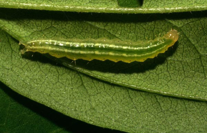Figura 5. Larva pyrausJanzen01 Janzen26, Crambidae. Vista dorsal  Voucher 09-SRNP-33193-DHJ466292.jpg