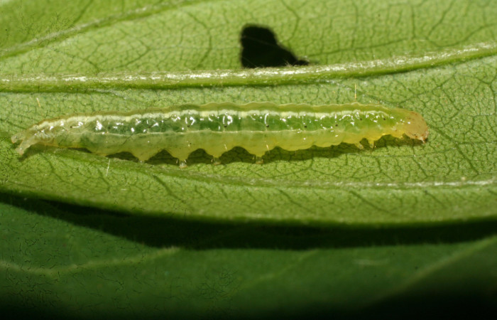 Figura 6. Larva pyrausJanzen01 Janzen26 Crambidae. Vista lateral. Voucher (09-SRNP-33193-DHJ466293.