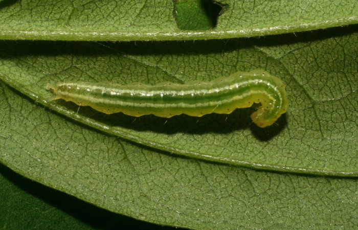 Figura 7. Larva pyrausJanzen01 Janzen26, Crambidae, vista lateral. (09-SRNP-33193-DHJ466294).