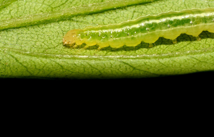 Figura 8. Larva pyrausJanzen01 Janzen26, Crambidae. Vista lateral torso y cabeza. Voucher 09-SRNP-33193-DHJ466298.