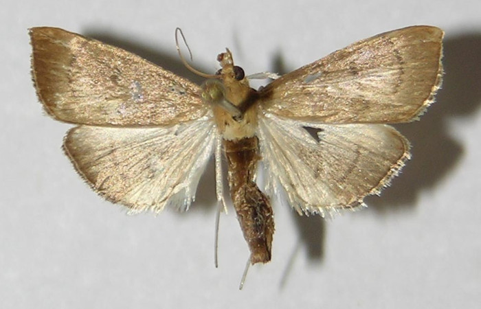 Figura 1.  Adulto de pyrausJanzen01 Janzen26 (macho), vista dorsal. (09-SRNP-33193-DHJ527308.  