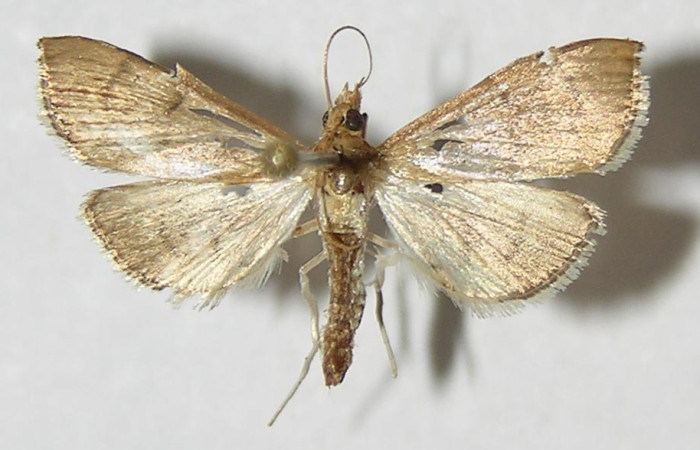 Figura 3.  Adulto de pyrausJanzen01 Janzen26, (hembra), vista dorsal. (09-SRNP-33275-DHJ527300.
