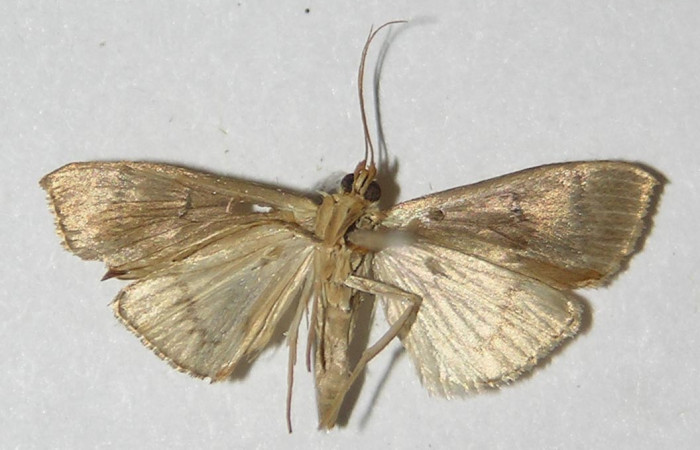 Figura 2.  Adulto de pyrausJanzen01 Janzen26 (macho), vista ventral. (09-SRNP-33396-DHJ527307.  