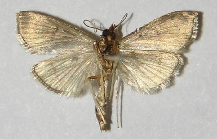  Figura 4.  Adulto de <i>pyrausJanzen01</i> Janzen26 (hembra), vista ventral. (09-SRNP-33399-DHJ527305.