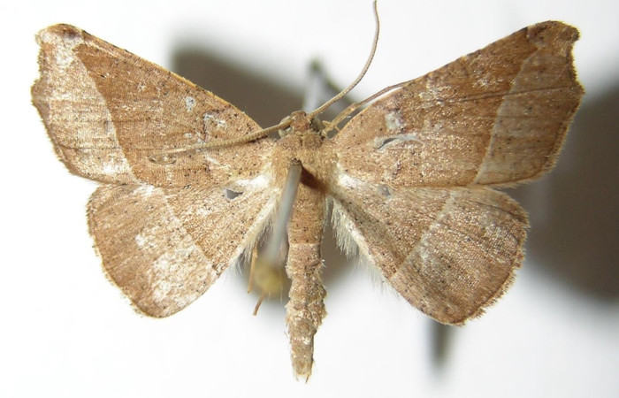 Figura 11. Adulto de <i>Aventiopsis</i> Malaise0672 (Geometridae), macho vista dorsal, localidad Sendero Anonas, Sector Rincon Rain Forest ACG (405 m). Voucher: 02-SRNP-7187-DHJ325118.jpg.