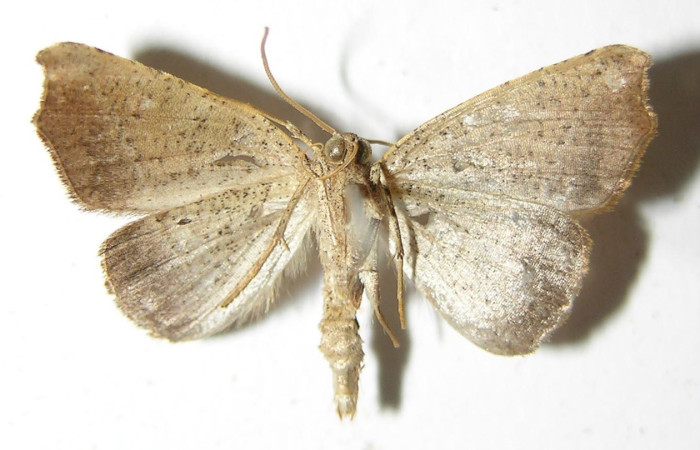 Figura 12. Adulto de <i>Aventiopsis</i> Malaise0672 (Geometridae), macho vista ventral, localidad Sendero Anonas, Sector Rincon Rain Forest ACG (405 m). Voucher: 02-SRNP-7187-DHJ325119.jpg.