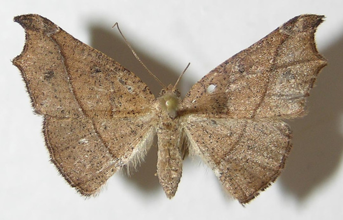 Figura 13 Adulto de <i>Aventiopsis</i> Malaise0672 (Geometridae), hembra vista dorsal, localidad Sendero Medrano Estación Biológica Quica Sector Pitilla ACG (380 m). Voucher: 09-SRNP-73136-DHJ533418.jpg.