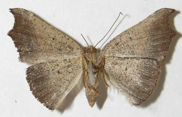 Figura 14 Adulto de <i>Aventiopsis</i> Malaise0672 (Geometridae), hembra vista ventral, localidad Sendero Medrano Estación Biológica Quica Sector Pitilla ACG (380 m). Voucher: 09-SRNP-73136-DHJ533419.jpg.