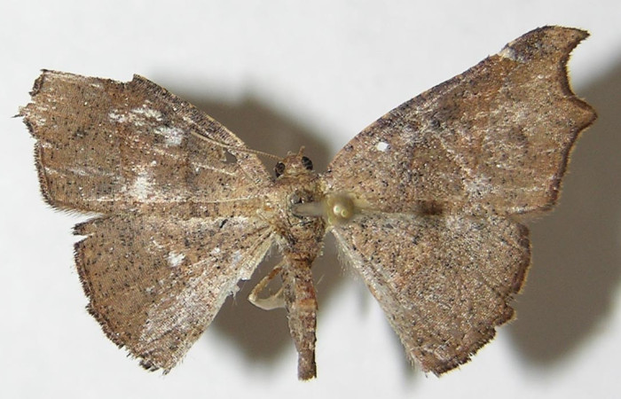 Figura 1. Adulto de <i>Aventiopsis</i> Malaise0672 (Geometridae), vista dorsal, localidad Sendero Medrano Estación Biológica Quica Sector Pitilla ACG (380 m). Voucher: 10-SRNP-72737-DHJ533446.jpg.